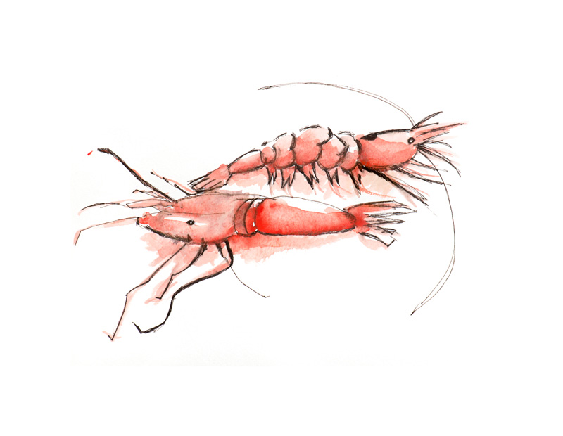 Shrimp Dance